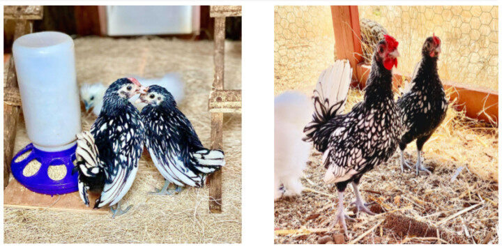 Brooks' Chickens