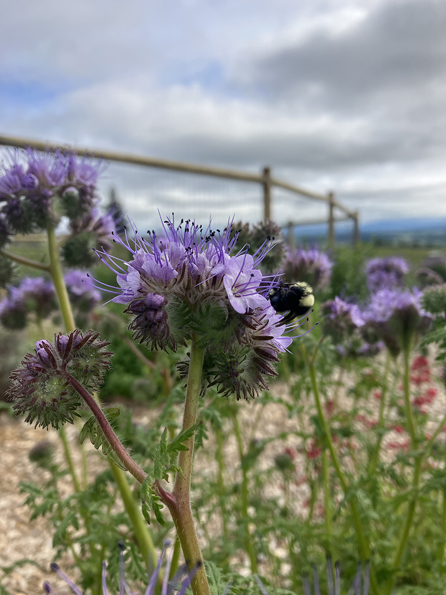 Bee on a flower in the Brooks Estate Garden.