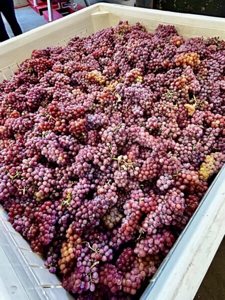 A freshly delivered harvest of Gerwurstraminer grapes arrives at a winery for fermentation into an affordable wine from an Oregon producer. 