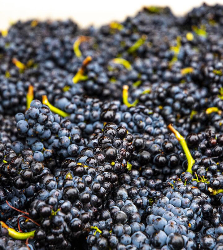 A fresh harvest of dark, compacted clusters of Pinot Noir grapes.