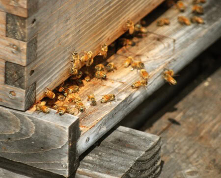 Honey bees are busy at work in a hive located next to a vineyard estate designed to support bee-friendly wine.