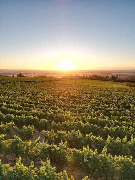 A sweeping view from atop a sustainable, biodynamic vineyard at Brooks Winery in Oregon with the sun rising behind the Cascade Mountain Range in the distance.