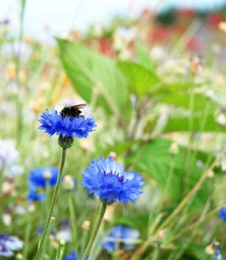 A close up of a native bee collecting pollen from flowers in a garden encouraging biodiversity through sustainable practices.