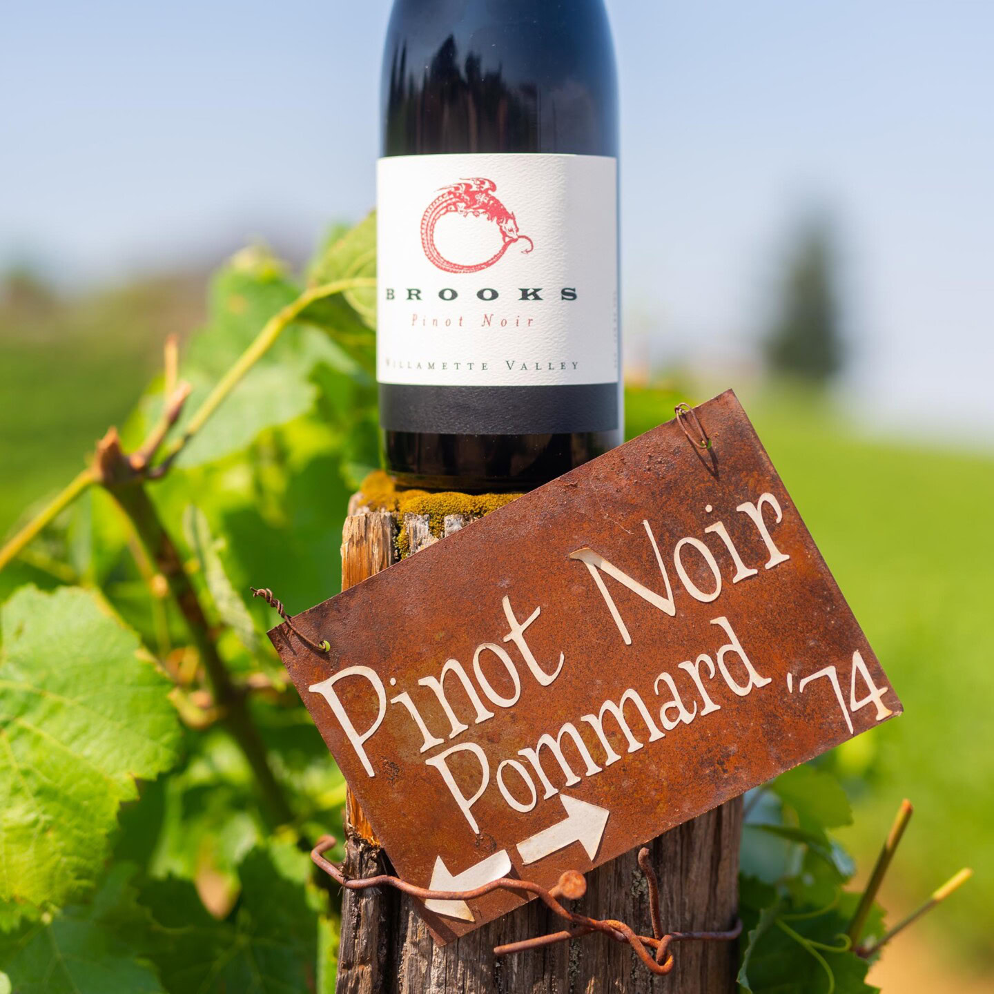 A close up of a bottle of Brooks Wine Pinot Noir including the "old vine" term on the wine label to celebrate 50+ year old vines.  